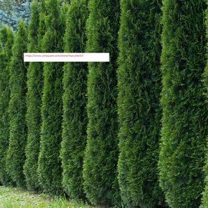 Thuja Occidentalis Seeds - Tree Seeds - BOGO